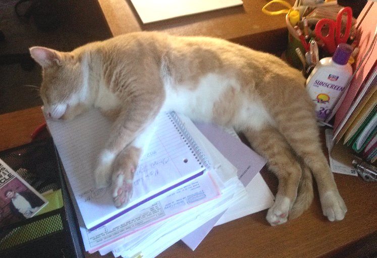 Ding Tut sleeping on pile of papers